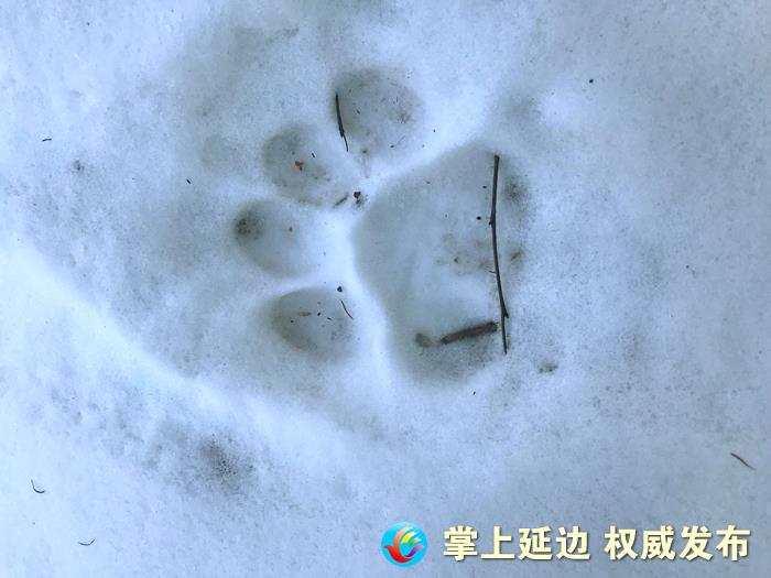 大王又来巡山了 黄森民警关爱的 虎娃 再现踪迹